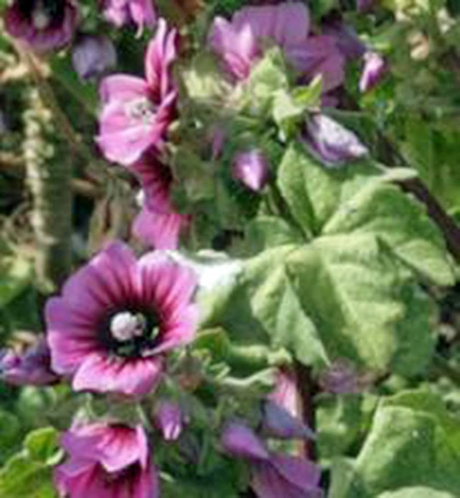 Rose Mallow mix flower seeds – pink, white, and red perennial blooms - Dharaseeds