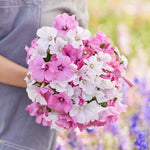 flowers high quality flower seeds for growing vibrant and colorful blooms in home gardens and landscapes organic flowers premium organic flower seeds for sustainable gardening and beautiful blossoms suitable for all climates