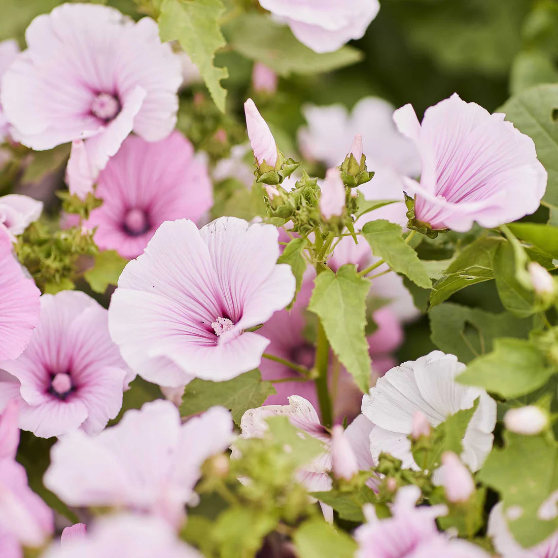 Rose Mallow Seeds - Pink Regis