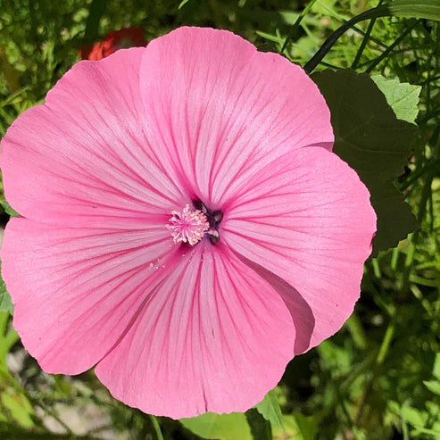 Rose Mallow Seeds - Tanagra