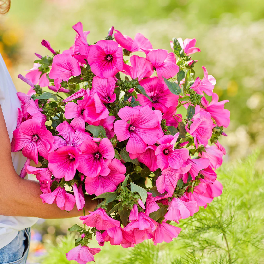 Rose Mallow Seeds - Tanagra