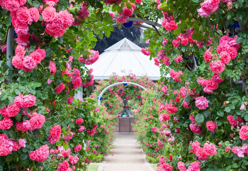 Rose Tree Rosa flower seeds for planting in home garden or decorative landscape