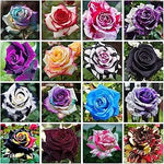 Rose Rosa Hybrida Beautiful Plant Seeds for Planting – Ideal for Garden, Balcony, and Ornamental Landscaping - Dharaseeds