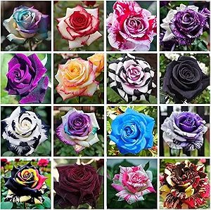 Rose Rosa Hybrida Beautiful Plant Seeds for Planting – Ideal for Garden, Balcony, and Ornamental Landscaping - Dharaseeds