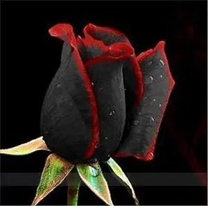 Rose Rosa Hybrida Black Flower Seeds for Planting – Striking Blooms for Garden Borders and Ornamental Landscaping - Dharaseeds