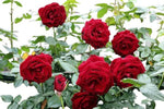 Rose Rosa Hybrida Dwarf Red Tree Plant Seeds for Planting – Compact Variety for Backyard Gardens and Garden Beds - Dharaseeds