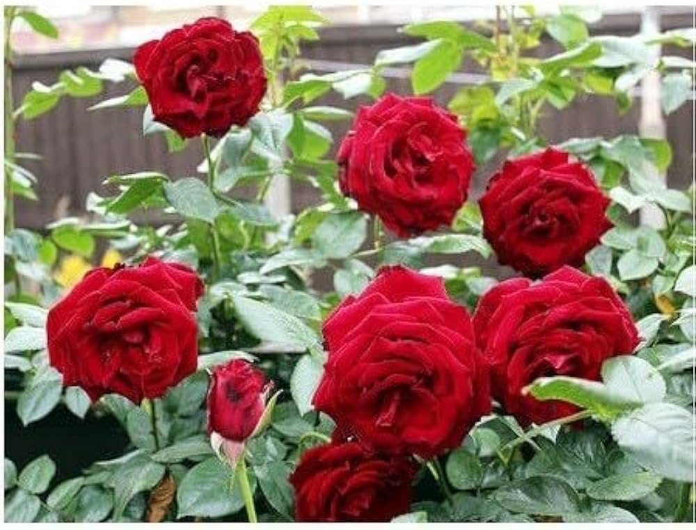 Rose Rosa Hybrida Dwarf Red Tree Plant Seeds for Planting – Compact Variety for Backyard Gardens and Garden Beds - Dharaseeds