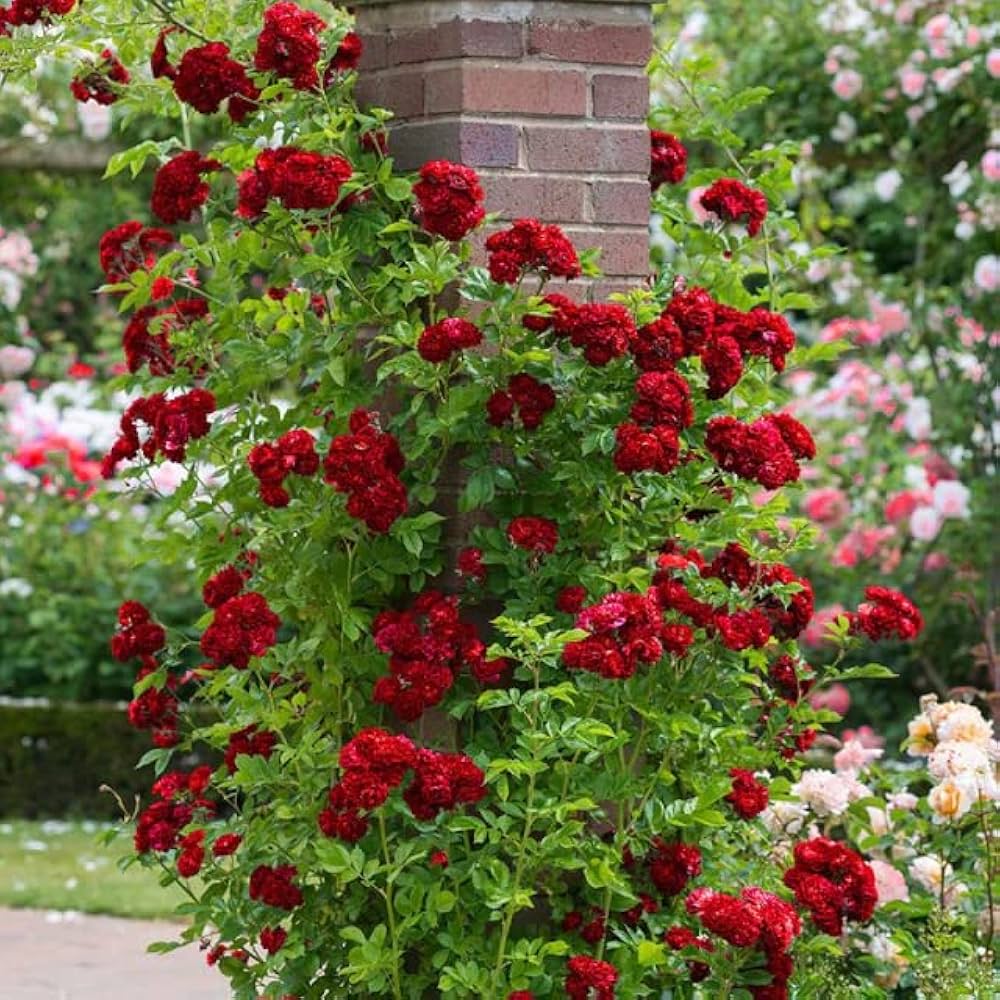 Rose Rosa Hybrida Dwarf Red Tree Plant Seeds for Planting – Compact Variety for Backyard Gardens and Garden Beds - Dharaseeds