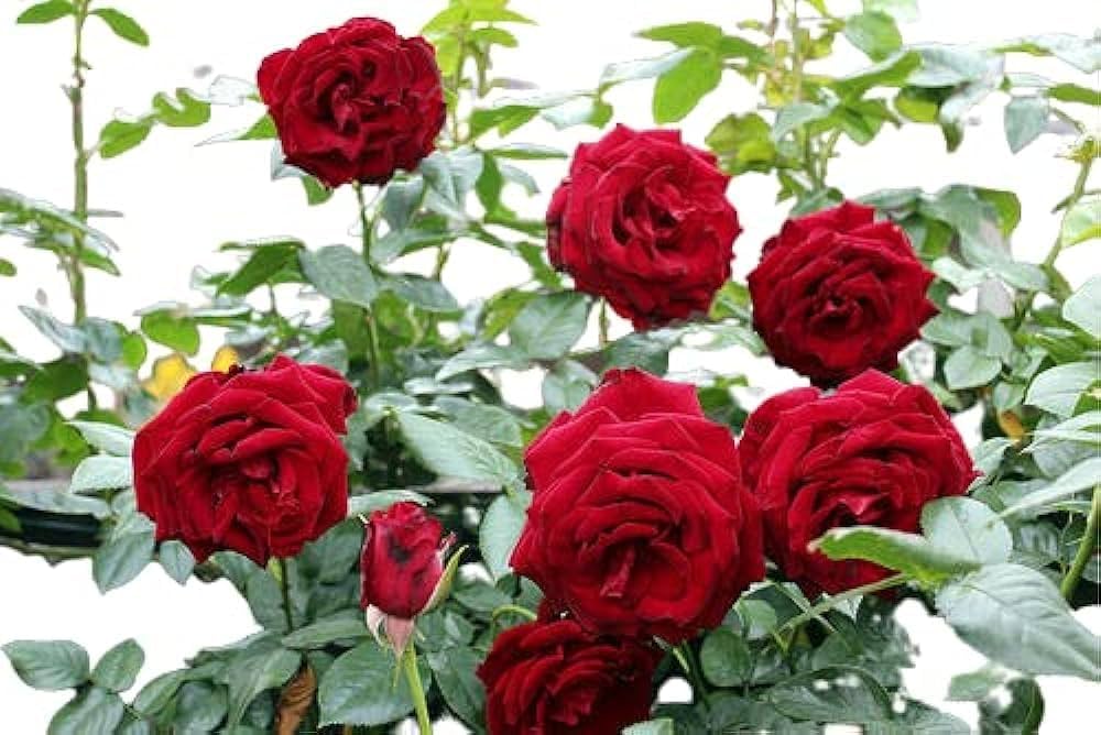 Rose Rosa Hybrida Dwarf Red Tree Plant Seeds for Planting – Compact Variety for Backyard Gardens and Garden Beds - Dharaseeds