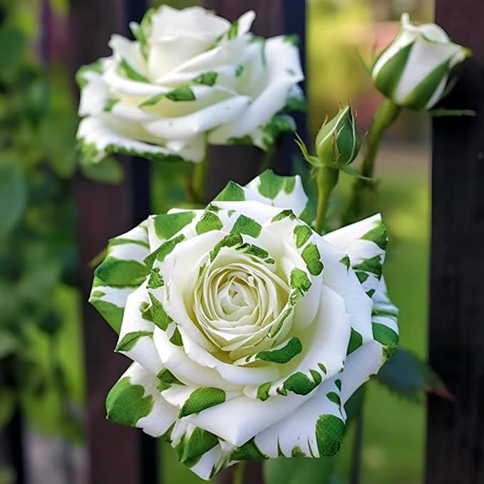 Rose Rosa Hybrida Mixed Flower Seeds for Planting – 200 Pcs of Rare Rainbow Color Blooms for Garden Beds and Landscaping - Dharaseeds