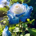 Rose Rosa Hybrida Mixed Flower Seeds for Planting – 200 Pcs of Rare Rainbow Color Blooms for Garden Beds and Landscaping - Dharaseeds