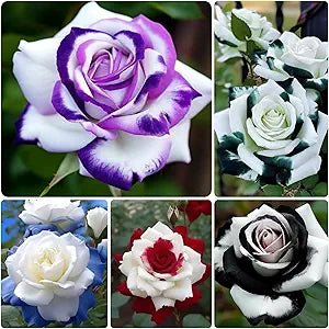 Rose Rosa Hybrida Mixed Flower Seeds for Planting – 200 Pcs of Rare Rainbow Color Blooms for Garden Beds and Landscaping - Dharaseeds