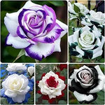 Rose Rosa Hybrida Mixed Flower Seeds for Planting – 200 Pcs of Rare Rainbow Color Blooms for Garden Beds and Landscaping - Dharaseeds
