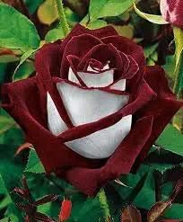Rose Rosa Hybrida Osiria Ruby Rare Flower Seeds for Planting – Elegant Red Blooms for Garden Beds and Bouquets - Dharaseeds