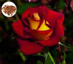 Rose Rosa Hybrida Osiria Ruby Rare Flower Seeds for Planting – Elegant Red Blooms for Garden Beds and Bouquets - Dharaseeds