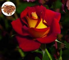 Rose Rosa Hybrida Osiria Ruby Rare Flower Seeds for Planting – Elegant Red Blooms for Garden Beds and Bouquets - Dharaseeds