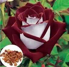 Rose Rosa Hybrida Osiria Ruby Rare Flower Seeds for Planting – Elegant Red Blooms for Garden Beds and Bouquets - Dharaseeds