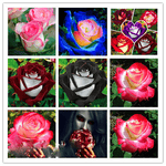 Rose Rosa Hybrida White Heart Pink Rare Flower Seeds for Planting – 2 Colors for Garden Beds and Ornamental Use - Dharaseeds