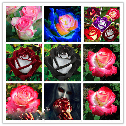 Rose Rosa Hybrida White Heart Pink Rare Flower Seeds for Planting – 2 Colors for Garden Beds and Ornamental Use - Dharaseeds
