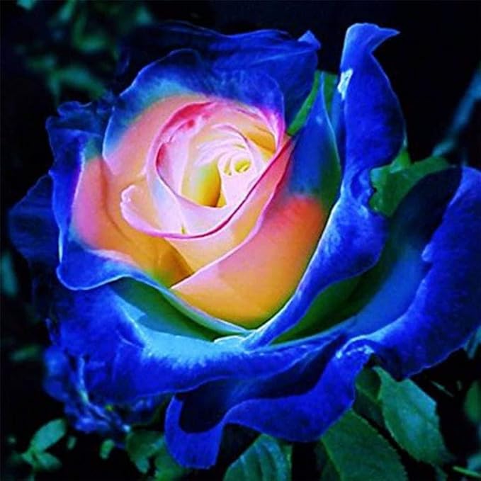 Rose Rosa Hybrida White Heart Pink Rare Flower Seeds for Planting – 2 Colors for Garden Beds and Ornamental Use - Dharaseeds