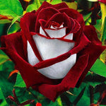 Rose Rosa Hybrida White Heart Pink Rare Flower Seeds for Planting – 2 Colors for Garden Beds and Ornamental Use - Dharaseeds