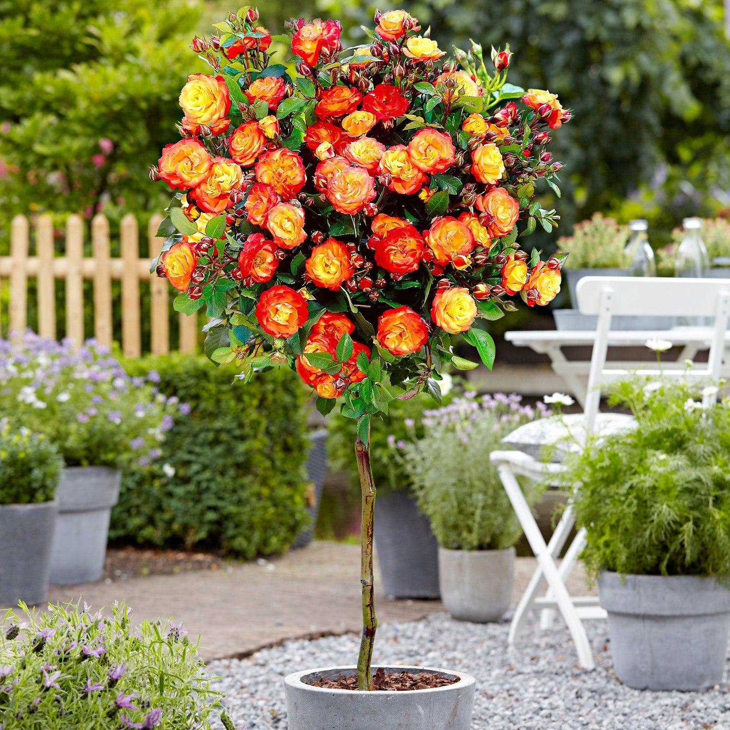 Rose Tree Rosa Flower Seeds in for Planting in backyard garden or decorative beds