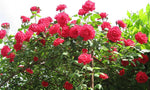 Rose Tree Seeds – Elegant Rose Trees for Home Garden Beautification - Dharaseeds