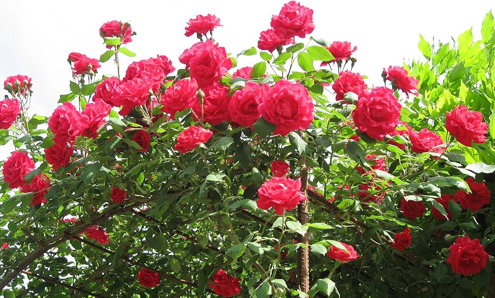 Rose Tree Seeds – Elegant Rose Trees for Home Garden Beautification - Dharaseeds