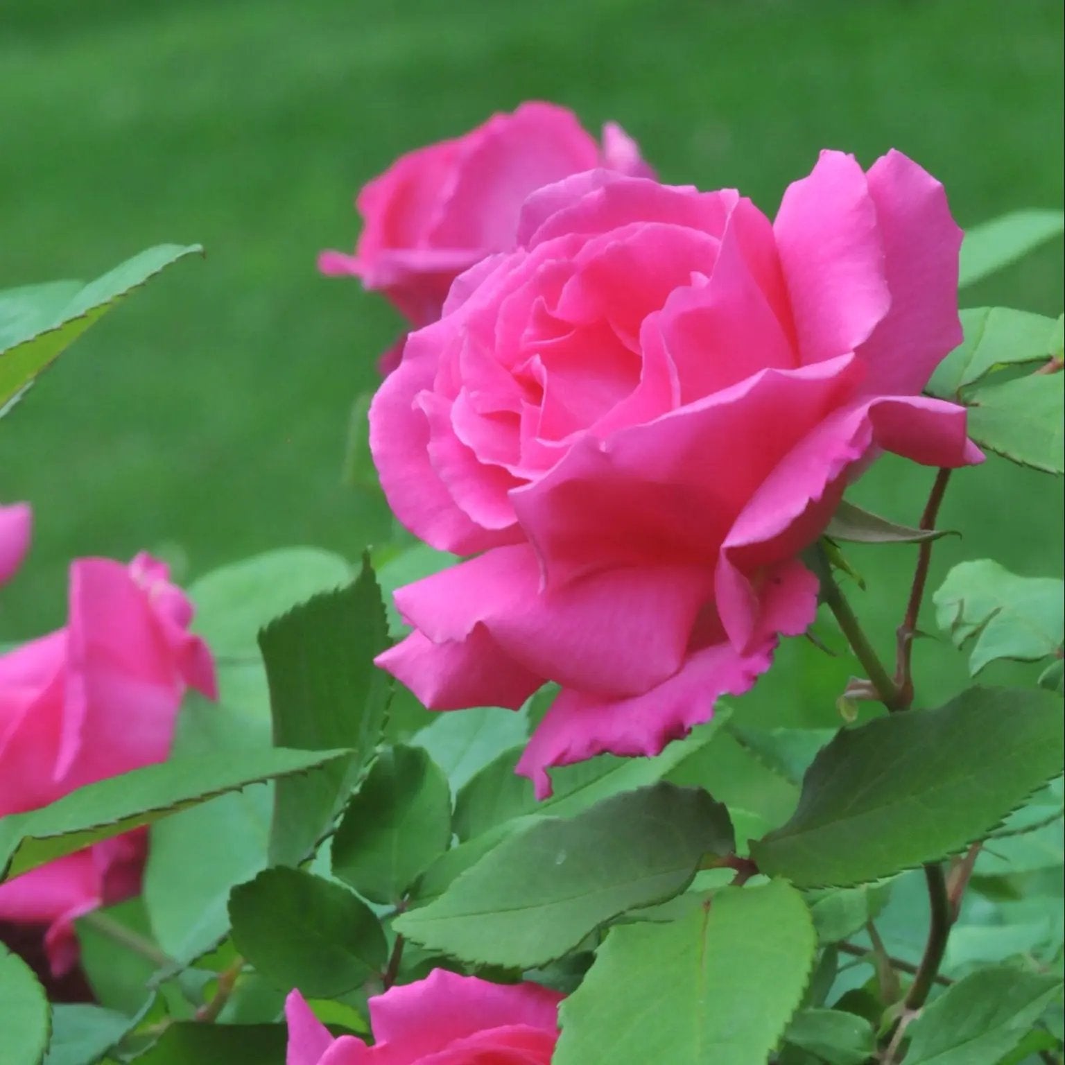 Dhara Seeds Zephirine Drouhin Rose Plant Seeds - Thumbnail 3