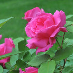 climbing-rose-zephirine-drouhin-seeds-for-gardening

