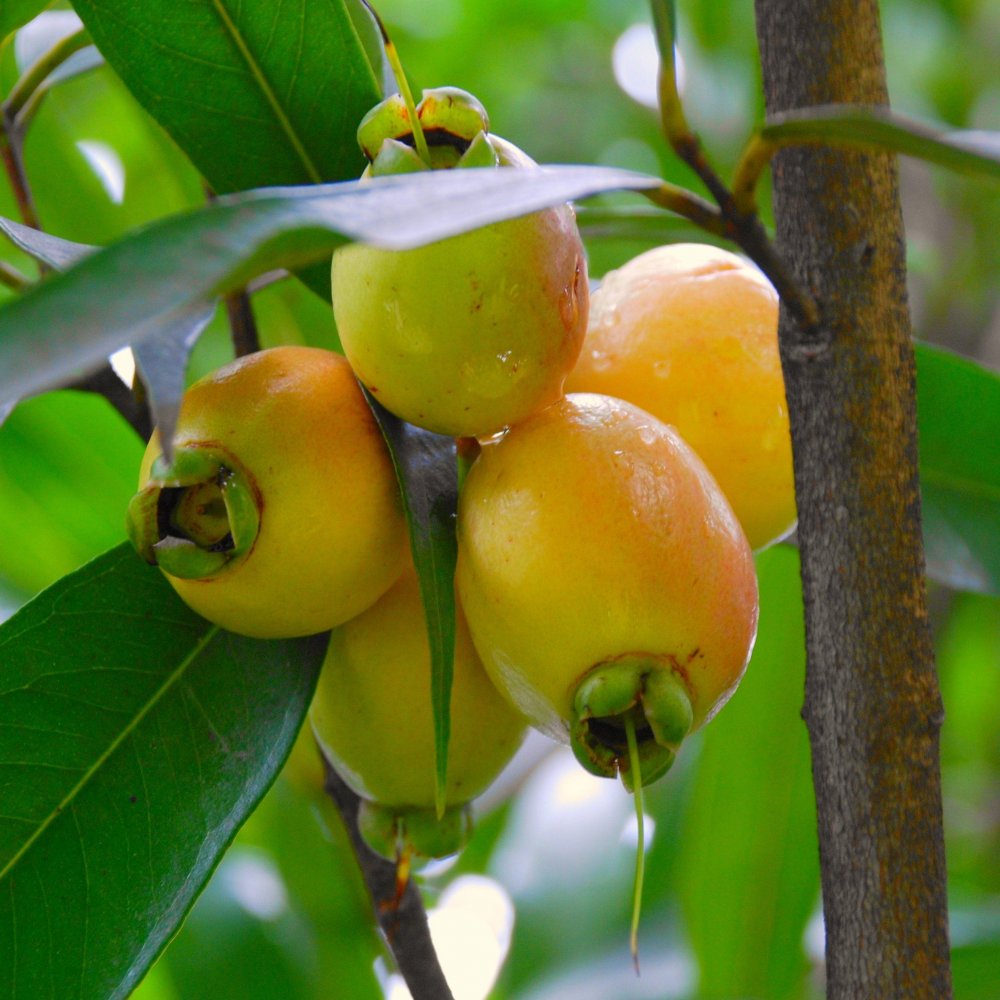 Rose Apple Seeds