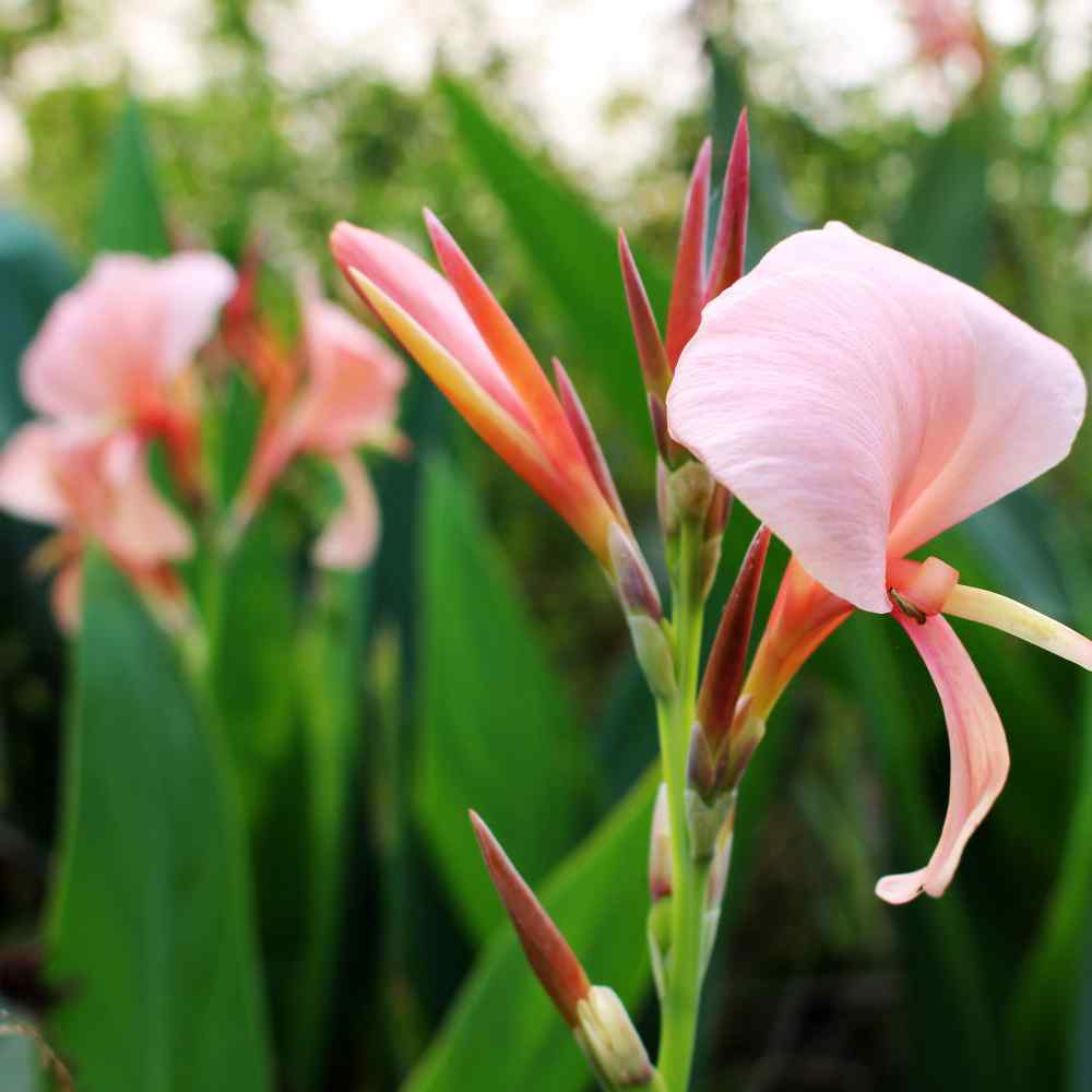 Canna Rose Elegant Bloom Plant Seeds