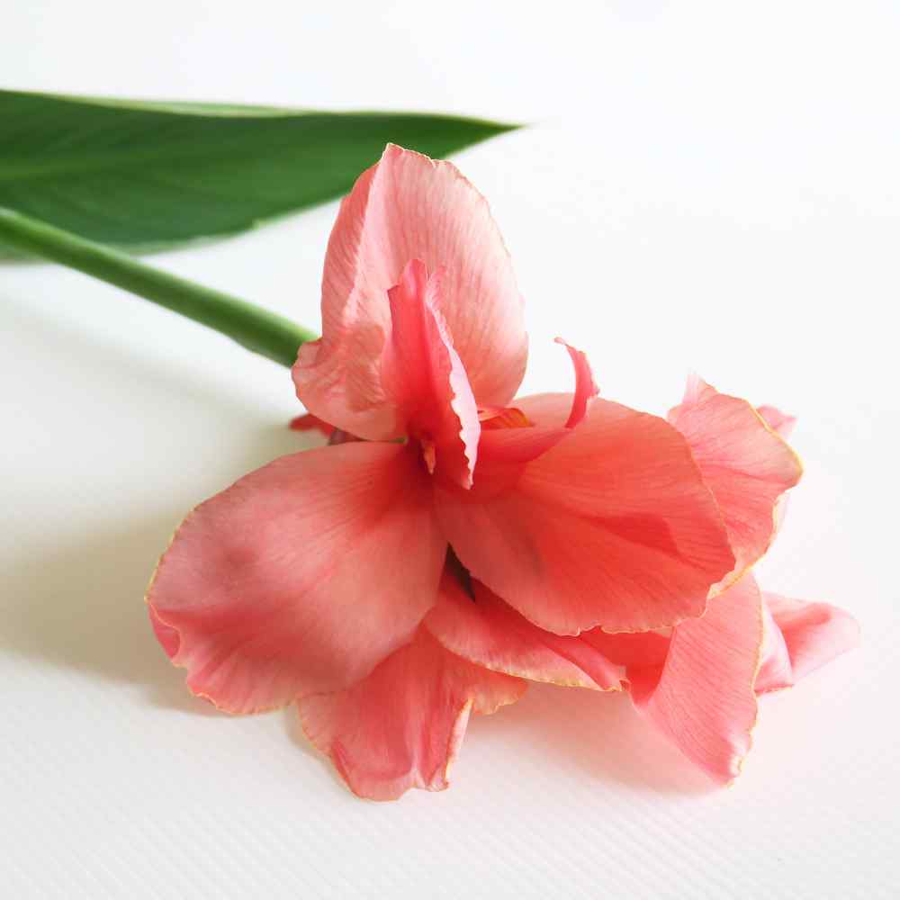 Canna Rose Elegant Bloom Plant Seeds