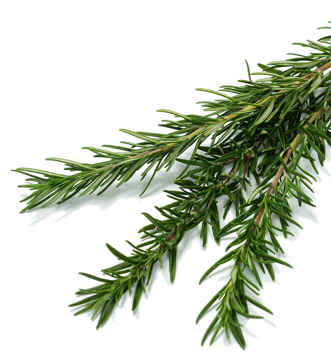 Non-GMO Rosemary herb seeds for home gardens