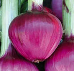 Rossa Tonda Vegetable Seeds for Planting - 100 Pcs pcs - Dharaseeds
