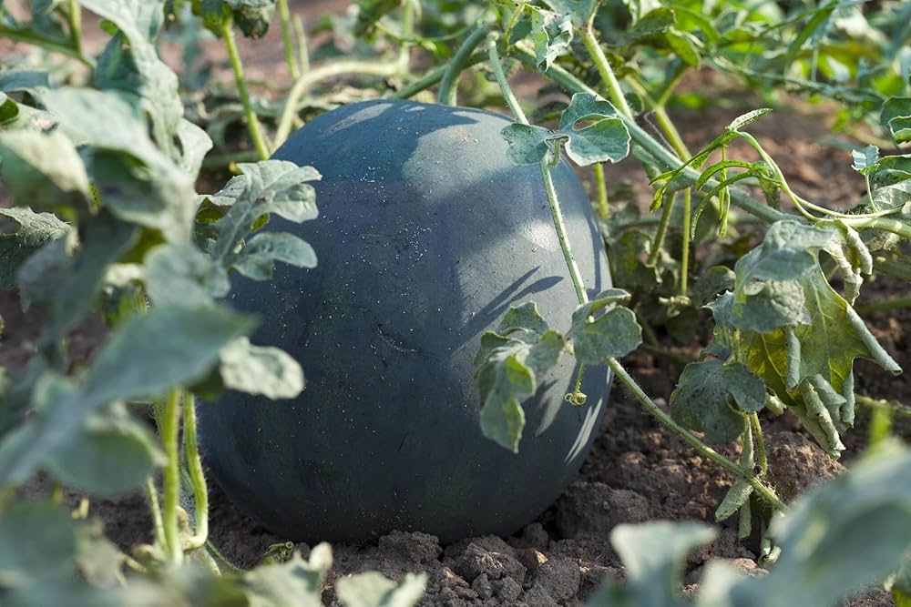 Round shape watermelon seeds for home garden planting