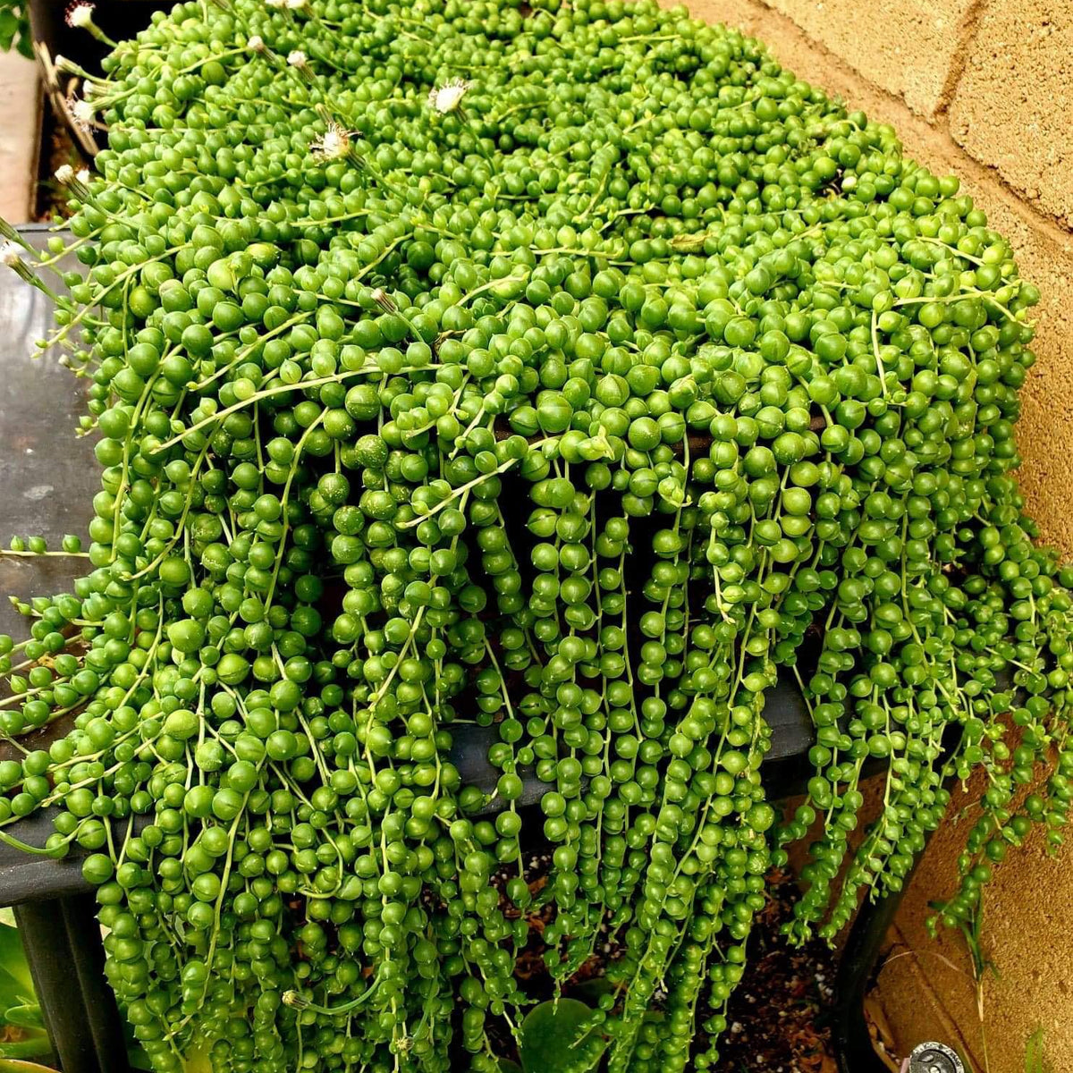 Rounded Grass Pearl Chlorophytum seeds non GMO for planting