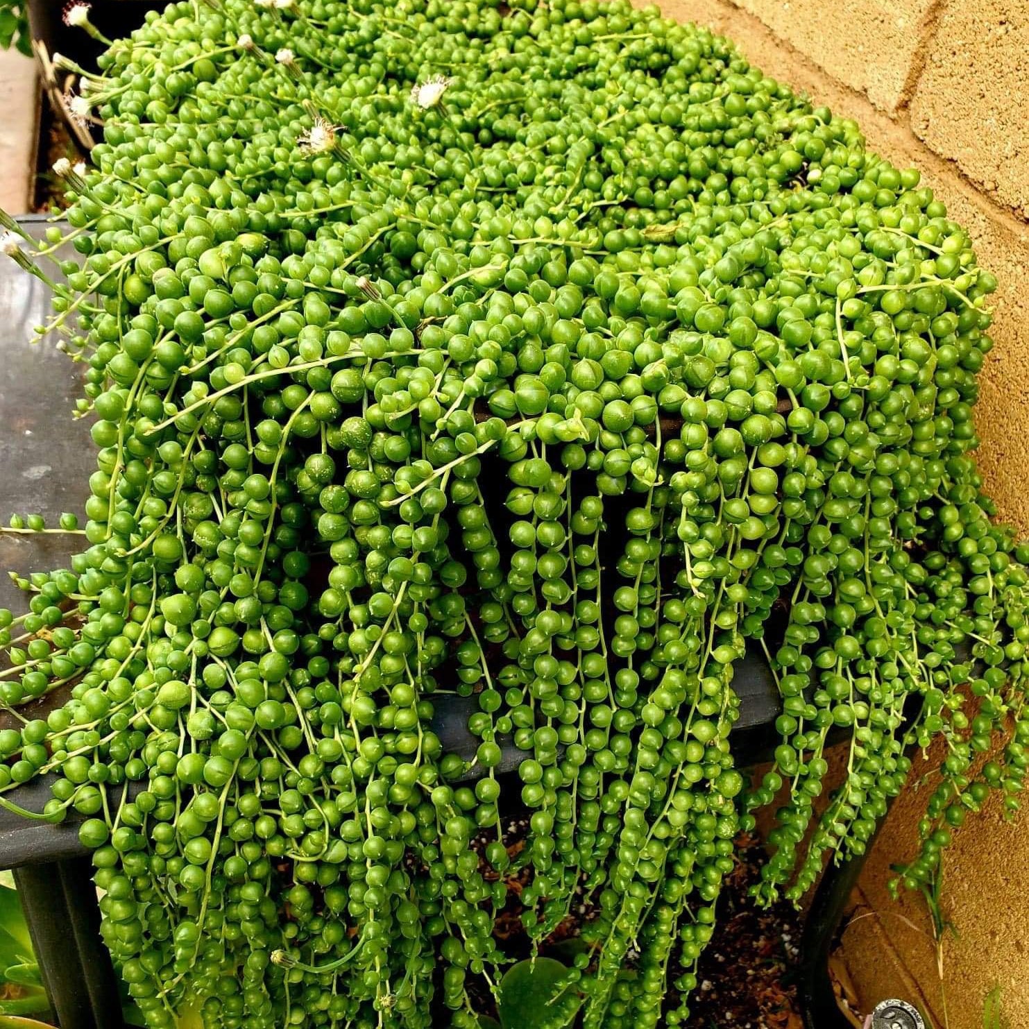 Rounded Grass Pearl Chlorophytum seeds non GMO for planting