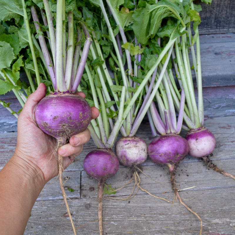 Royal Crown Hybrid Turnip Seeds Heirloom Non-GMO High Germination Organic Garden Seeds