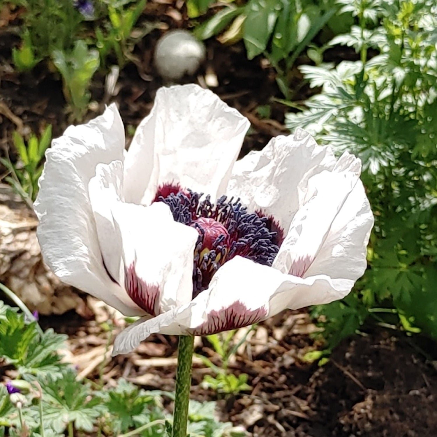 Papaver orientale Roots - Royal Wedding