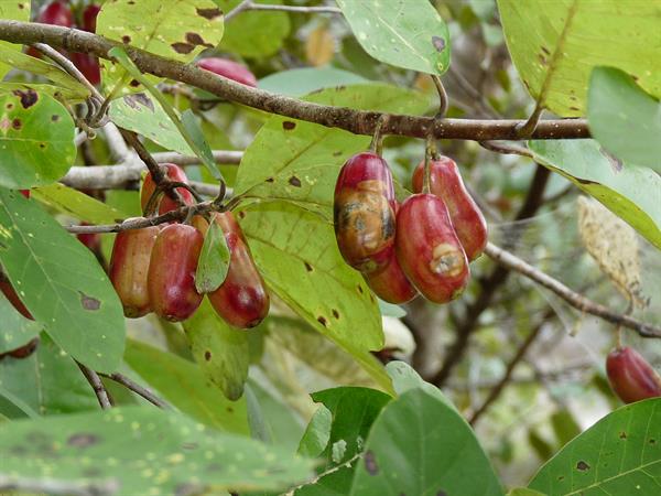 Ogeechee Lime (Nyssa ogeche) Seeds