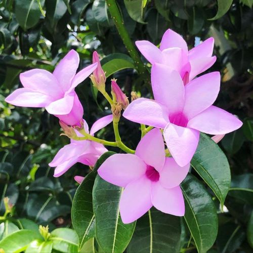 Rubber Vine Cryptostegia Grandiflora heirloom non-gmo garden seeds