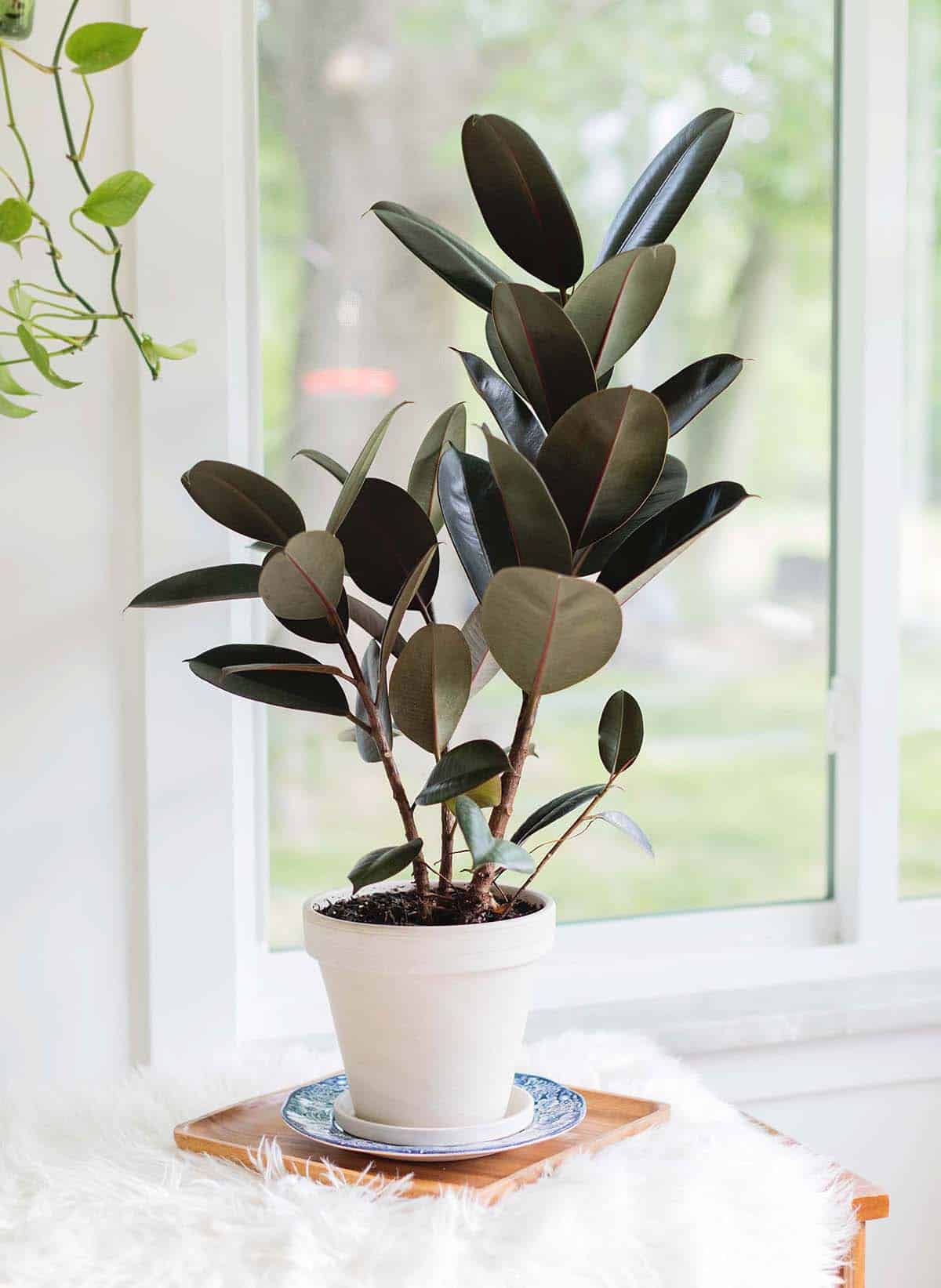 Costa Farms Burgundy Rubber Plant