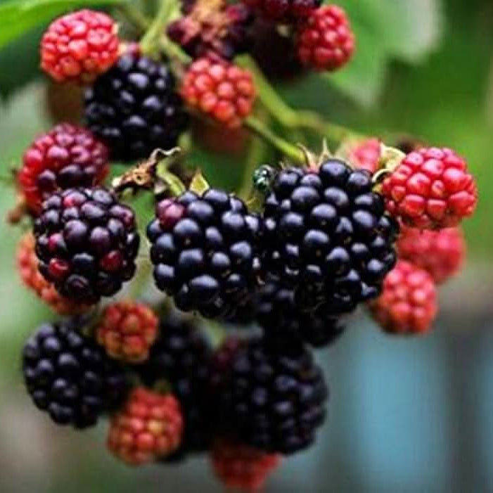 Rubus Fruticosus blackberry seeds for edible landscape planting