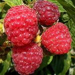 Rubus idaeus Brandywine seeds for gardening