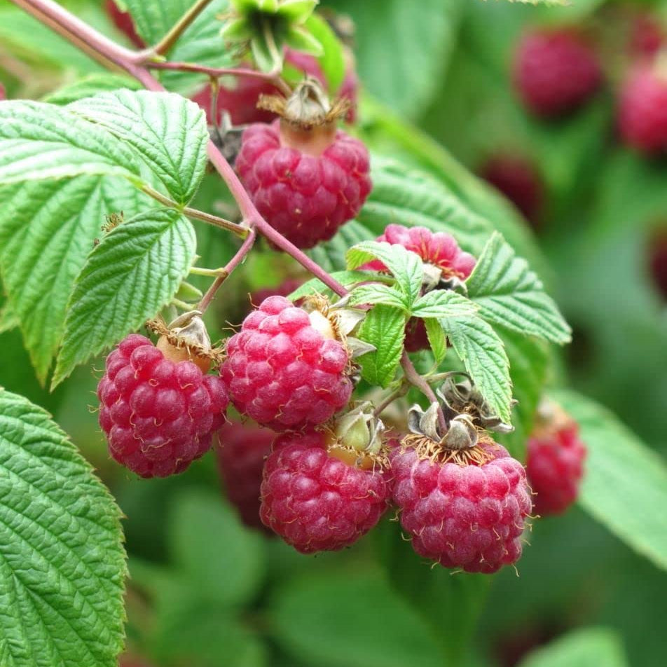 High quality raspberry seeds for backyard planting
