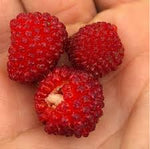 Thimbleberry Shrub Growing from Seeds