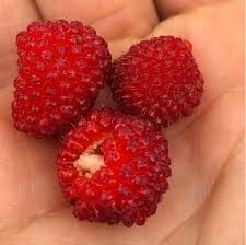 Thimbleberry Shrub Growing from Seeds