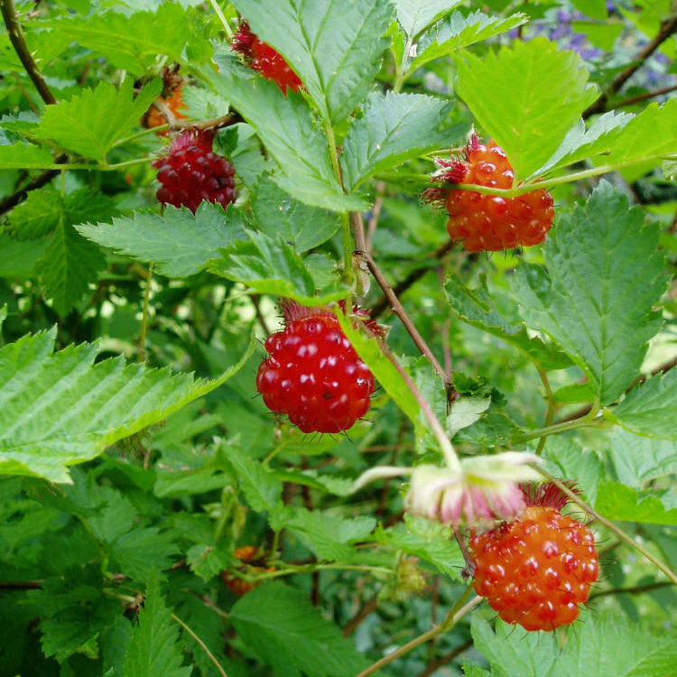 Rubus Spectabilis berry seeds native plant for wildlife gardens