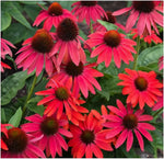 Ruby Red Echinacea Flower Seeds – Long - Lived Coneflower Perennial - Dharaseeds